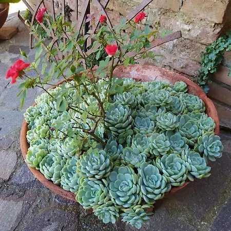 Vignano40 בית נופש סיינה